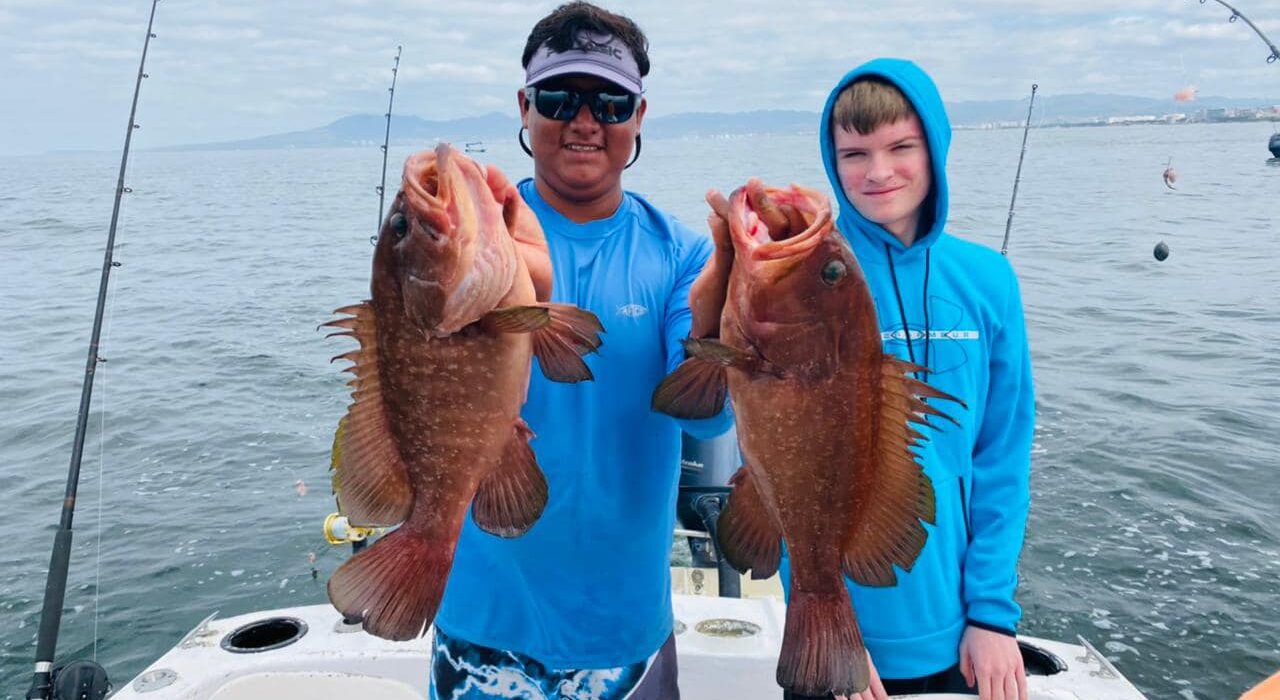 Viking red grouper fish