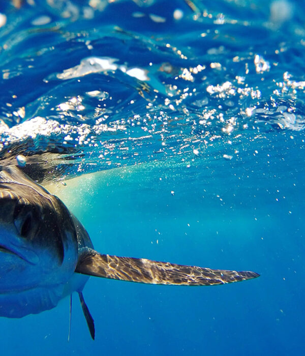Pesca Deportiva La Corbeteña Puerto Vallarta
