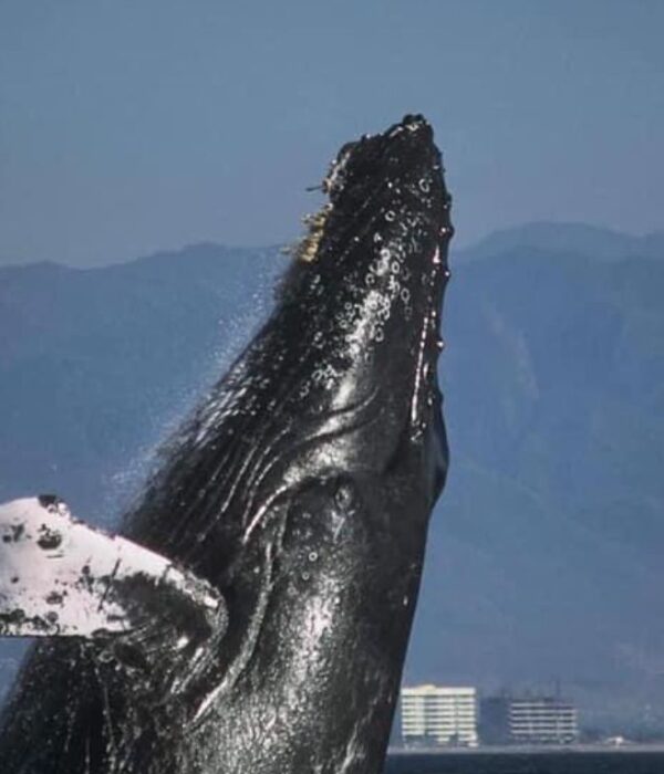 Whale watching with Viking Charters